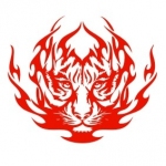 Naklejka welurowa dekoracyjna Ognisty tygrys W13